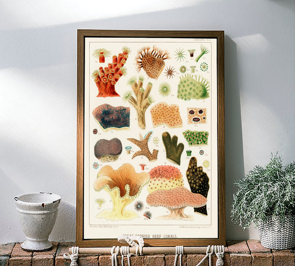Vintage Illustration Wall Art - Great Barrier Reef Coral, Plate VIII